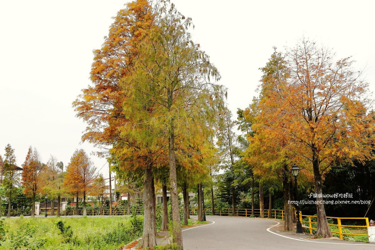 【遊║桃園+台中】落羽松森林～冬季必訪。落羽松秘境你去過幾處？