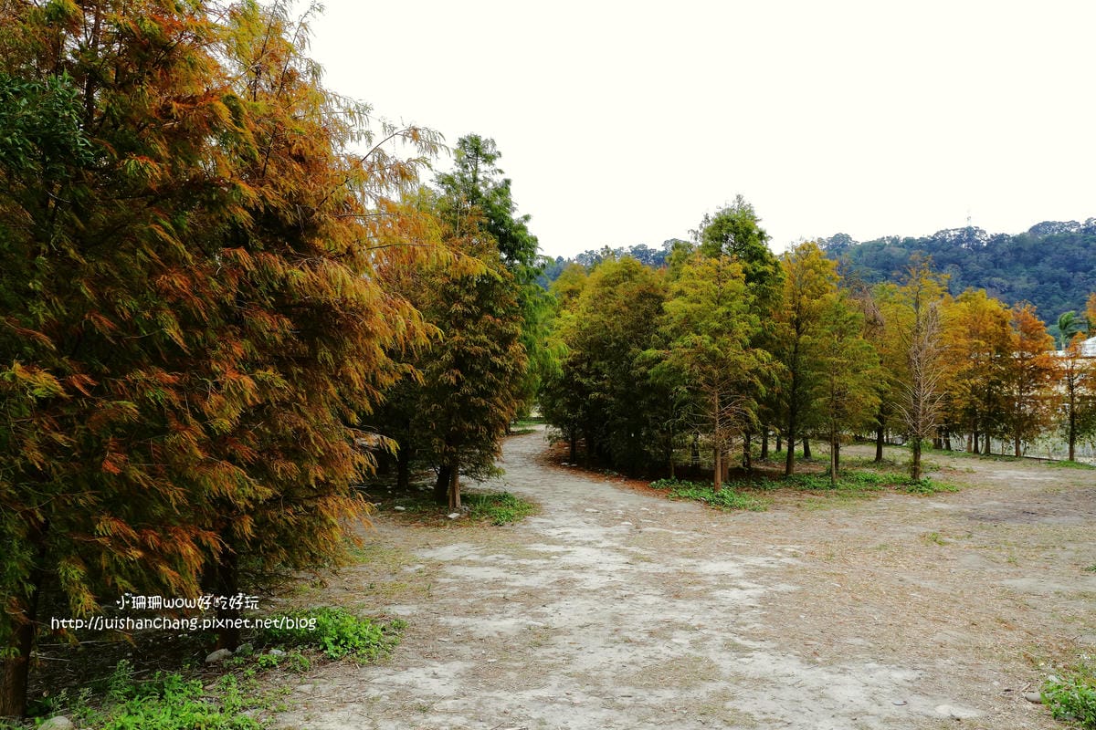 【遊║桃園+台中】落羽松森林～冬季必訪。落羽松秘境你去過幾處？