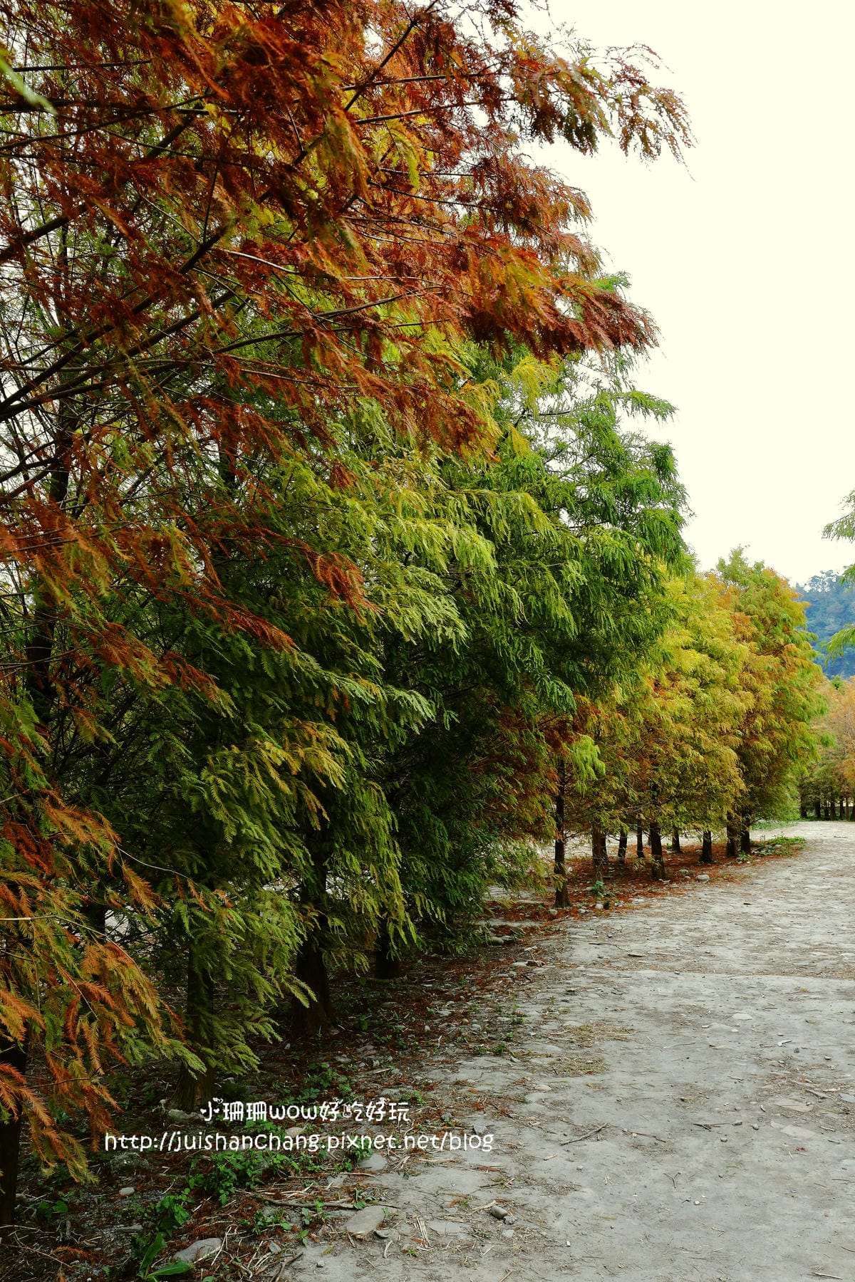 【遊║桃園+台中】落羽松森林～冬季必訪。落羽松秘境你去過幾處？