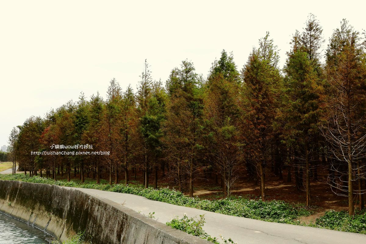 【遊║桃園+台中】落羽松森林～冬季必訪。落羽松秘境你去過幾處？