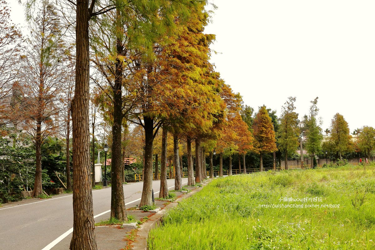 【遊║桃園+台中】落羽松森林～冬季必訪。落羽松秘境你去過幾處？