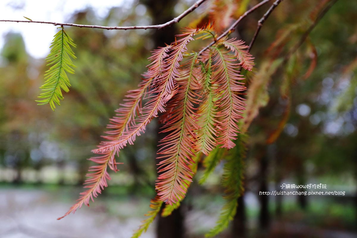 【遊║桃園+台中】落羽松森林～冬季必訪。落羽松秘境你去過幾處？