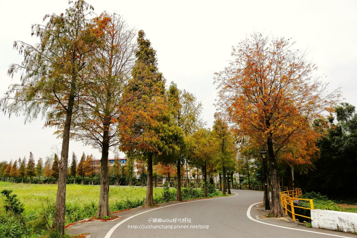 【遊║桃園+台中】落羽松森林～冬季必訪。落羽松秘境你去過幾處？