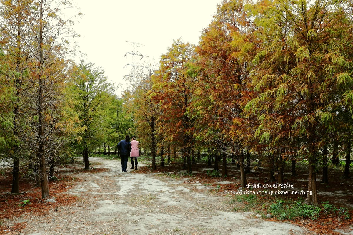 【遊║桃園+台中】落羽松森林～冬季必訪。落羽松秘境你去過幾處？