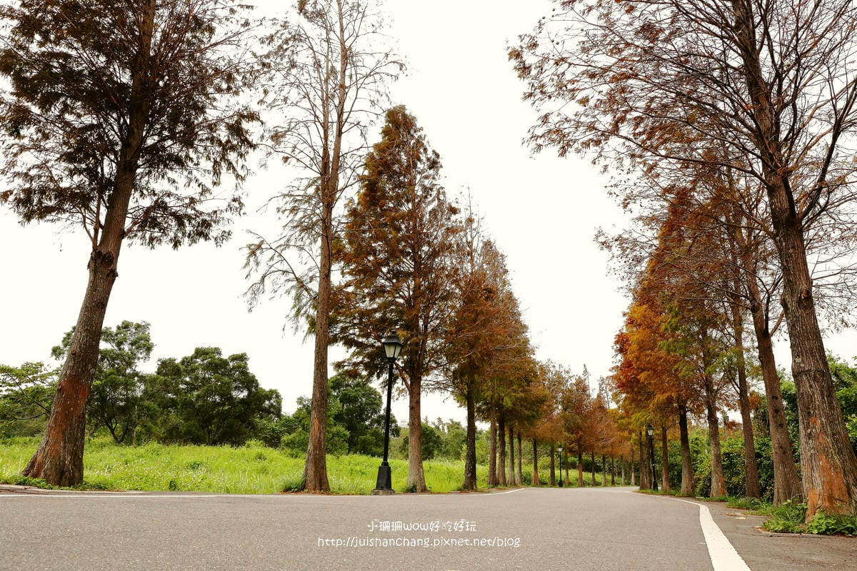 【遊║桃園+台中】落羽松森林～冬季必訪。落羽松秘境你去過幾處？