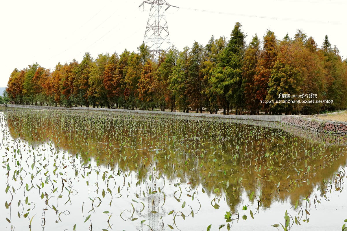 【遊║桃園+台中】落羽松森林～冬季必訪。落羽松秘境你去過幾處？