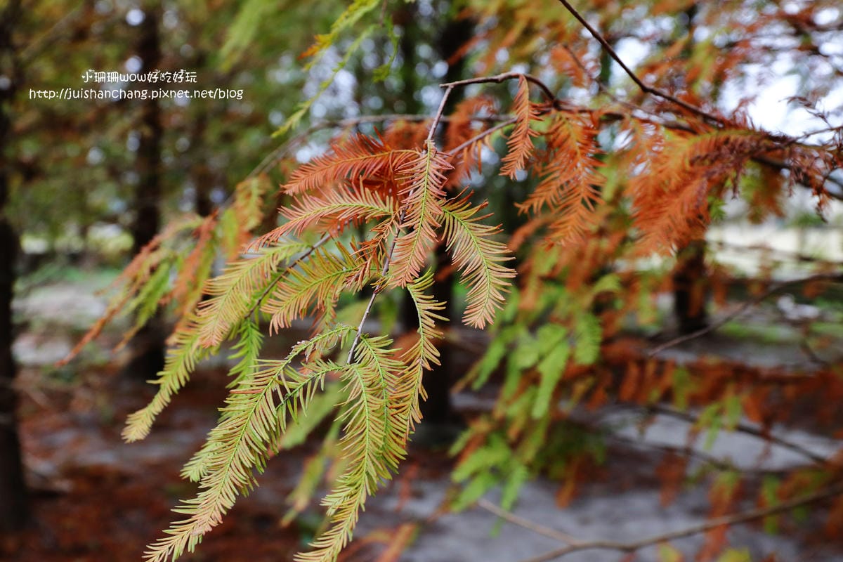 【遊║桃園+台中】落羽松森林～冬季必訪。落羽松秘境你去過幾處？