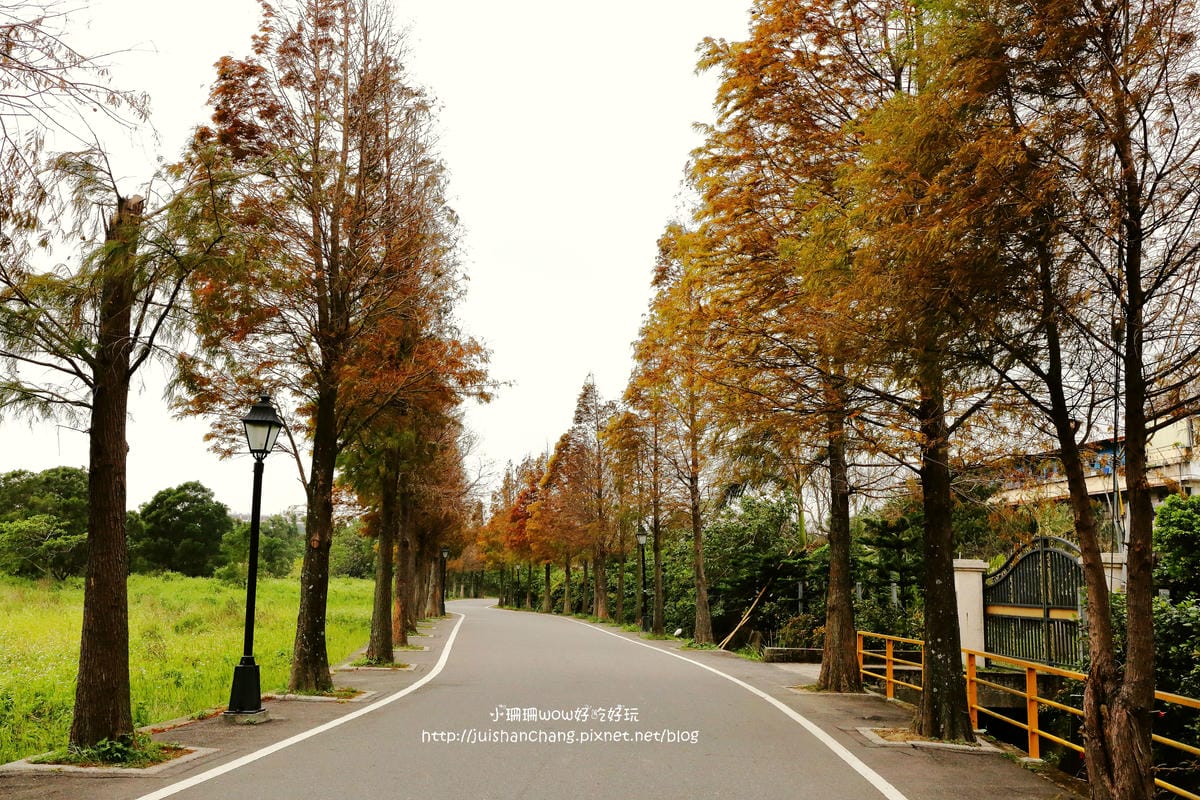 【遊║桃園+台中】落羽松森林～冬季必訪。落羽松秘境你去過幾處？
