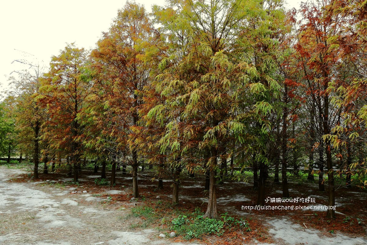 【遊║桃園+台中】落羽松森林～冬季必訪。落羽松秘境你去過幾處？