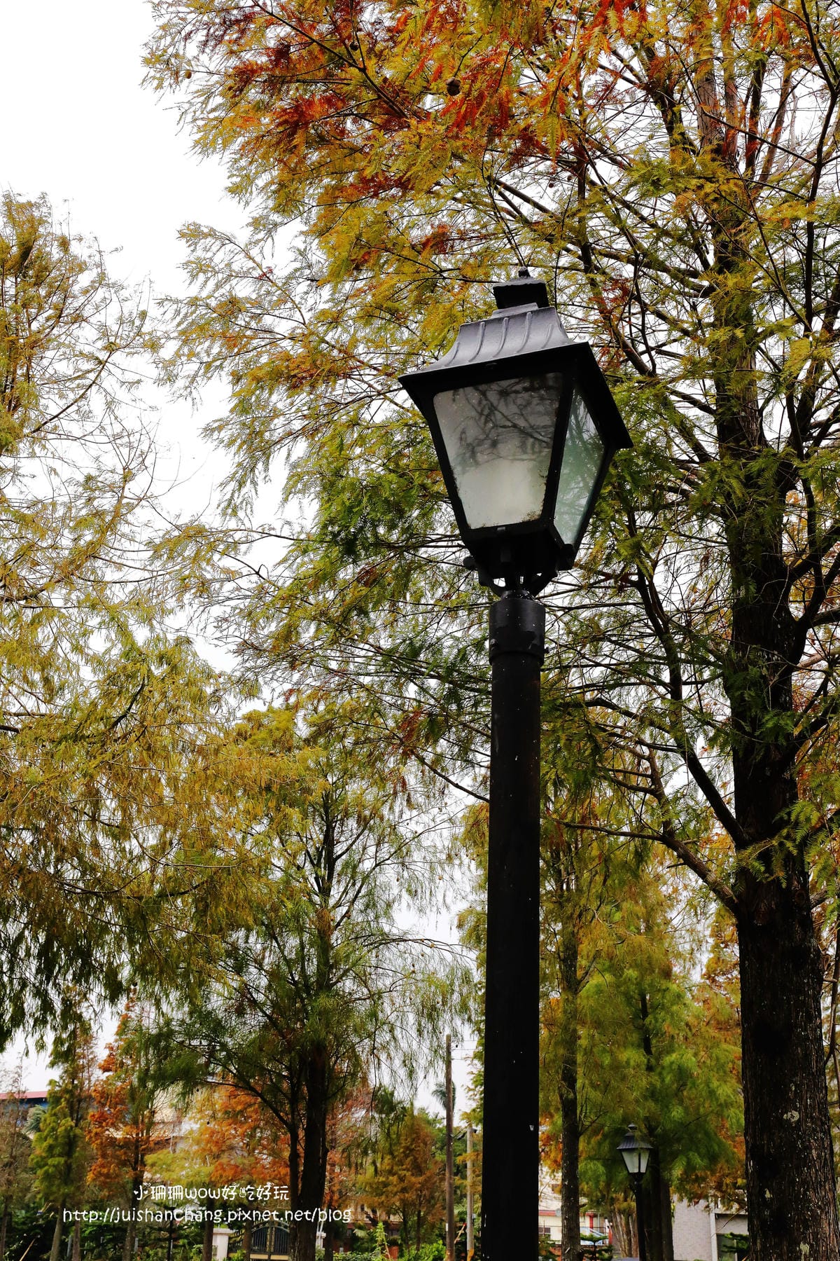 【遊║桃園+台中】落羽松森林～冬季必訪。落羽松秘境你去過幾處？