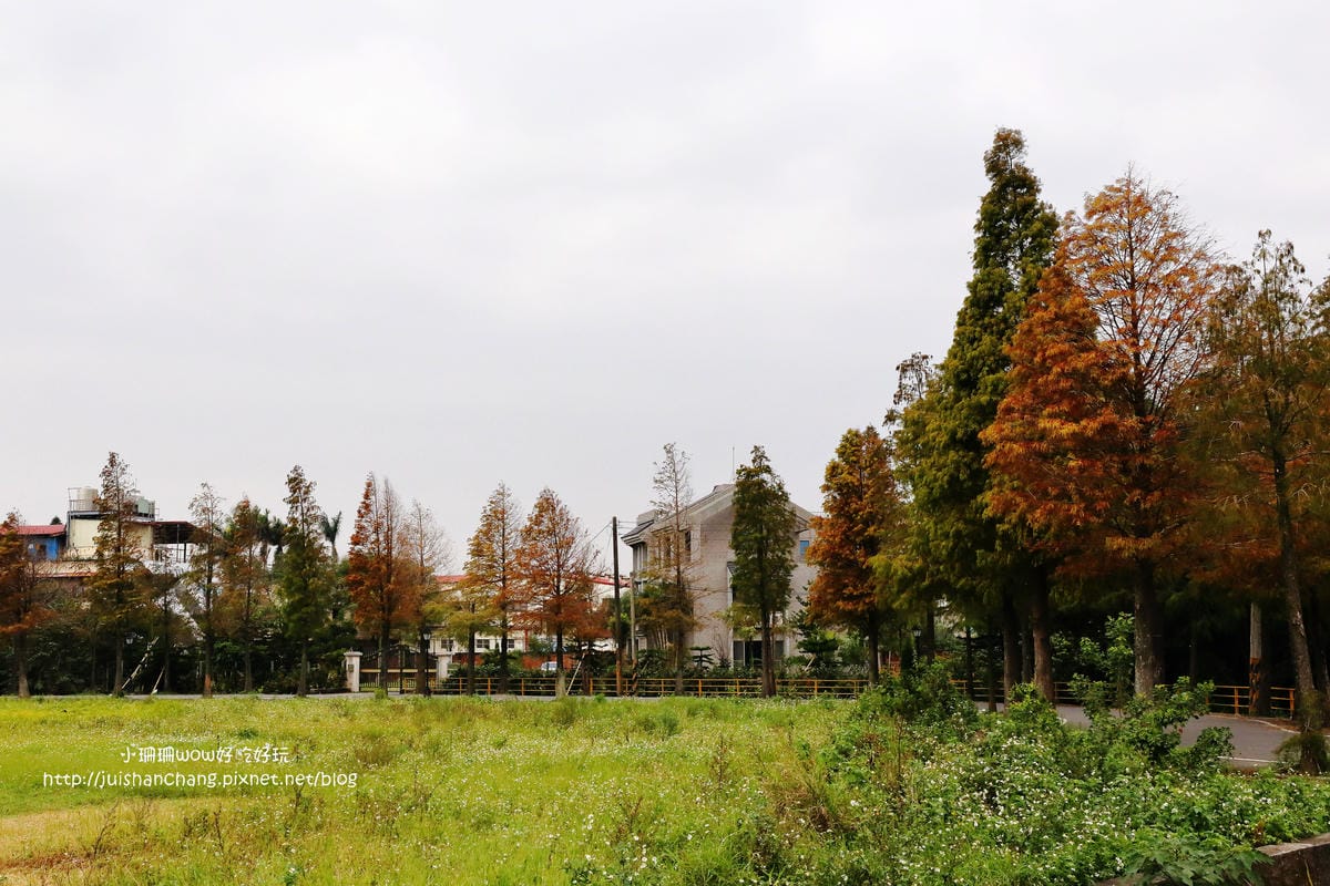 【遊║桃園+台中】落羽松森林～冬季必訪。落羽松秘境你去過幾處？