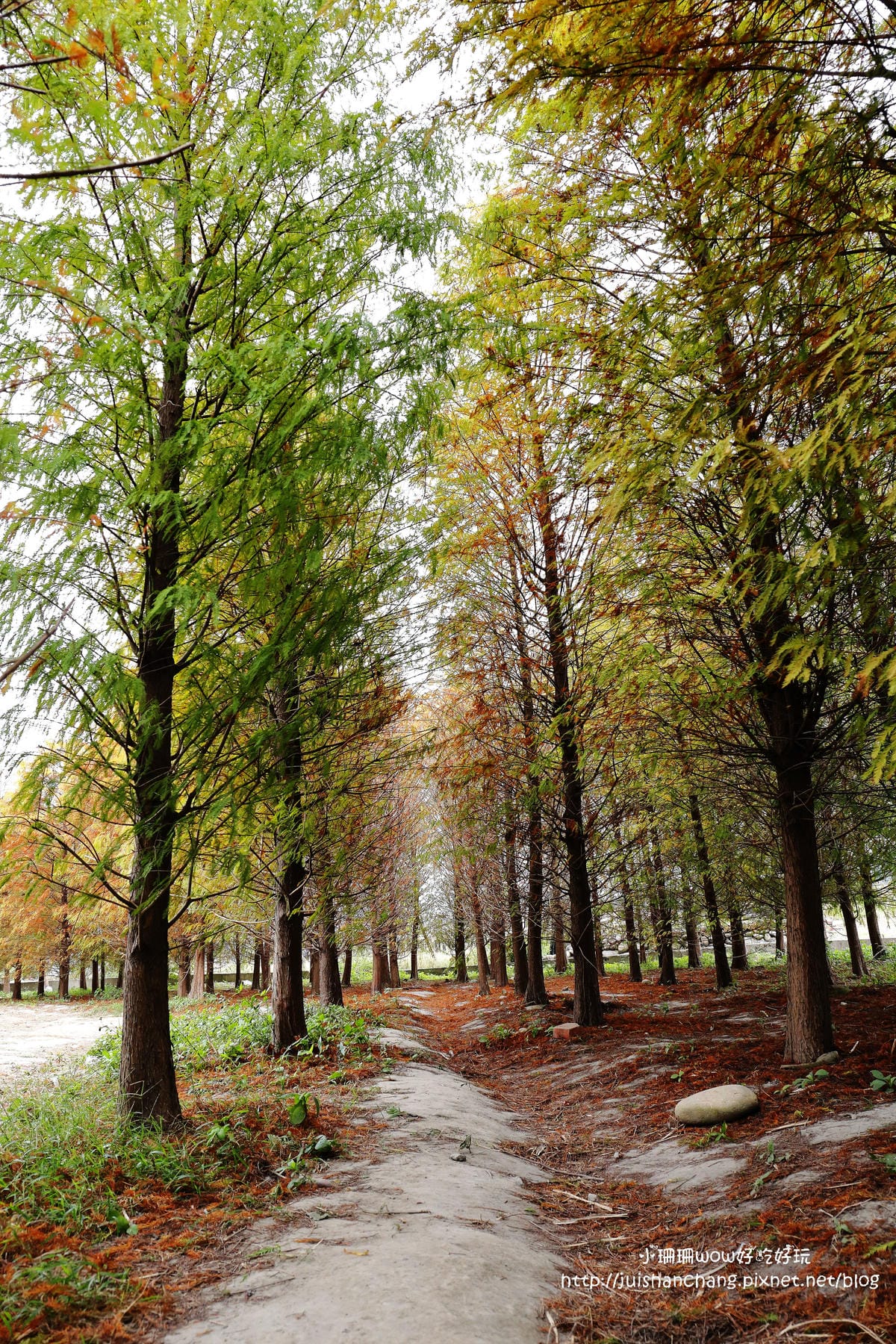 【遊║桃園+台中】落羽松森林～冬季必訪。落羽松秘境你去過幾處？