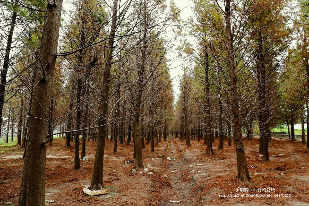 【遊║桃園+台中】落羽松森林～冬季必訪。落羽松秘境你去過幾處？