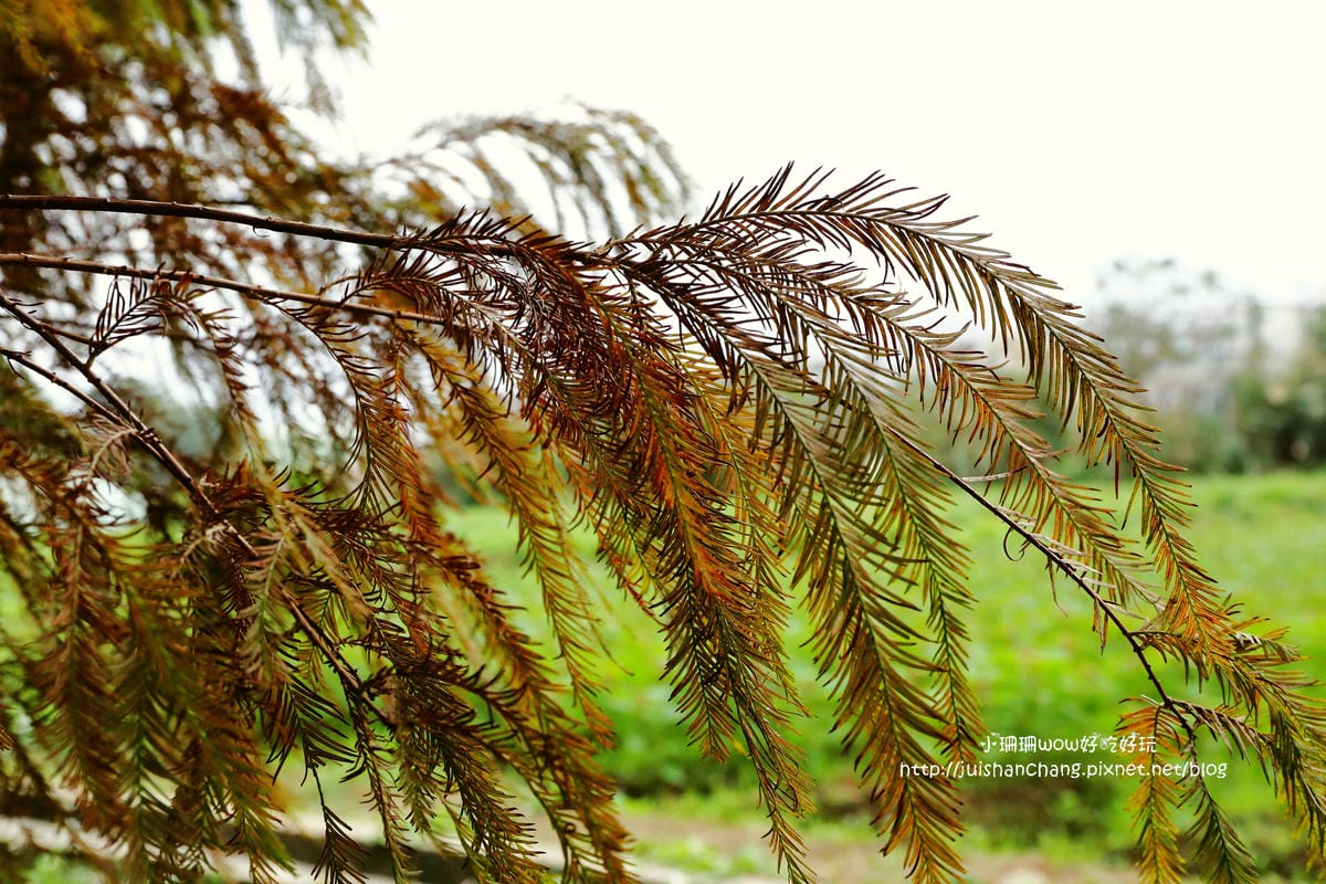 【遊║桃園+台中】落羽松森林～冬季必訪。落羽松秘境你去過幾處？