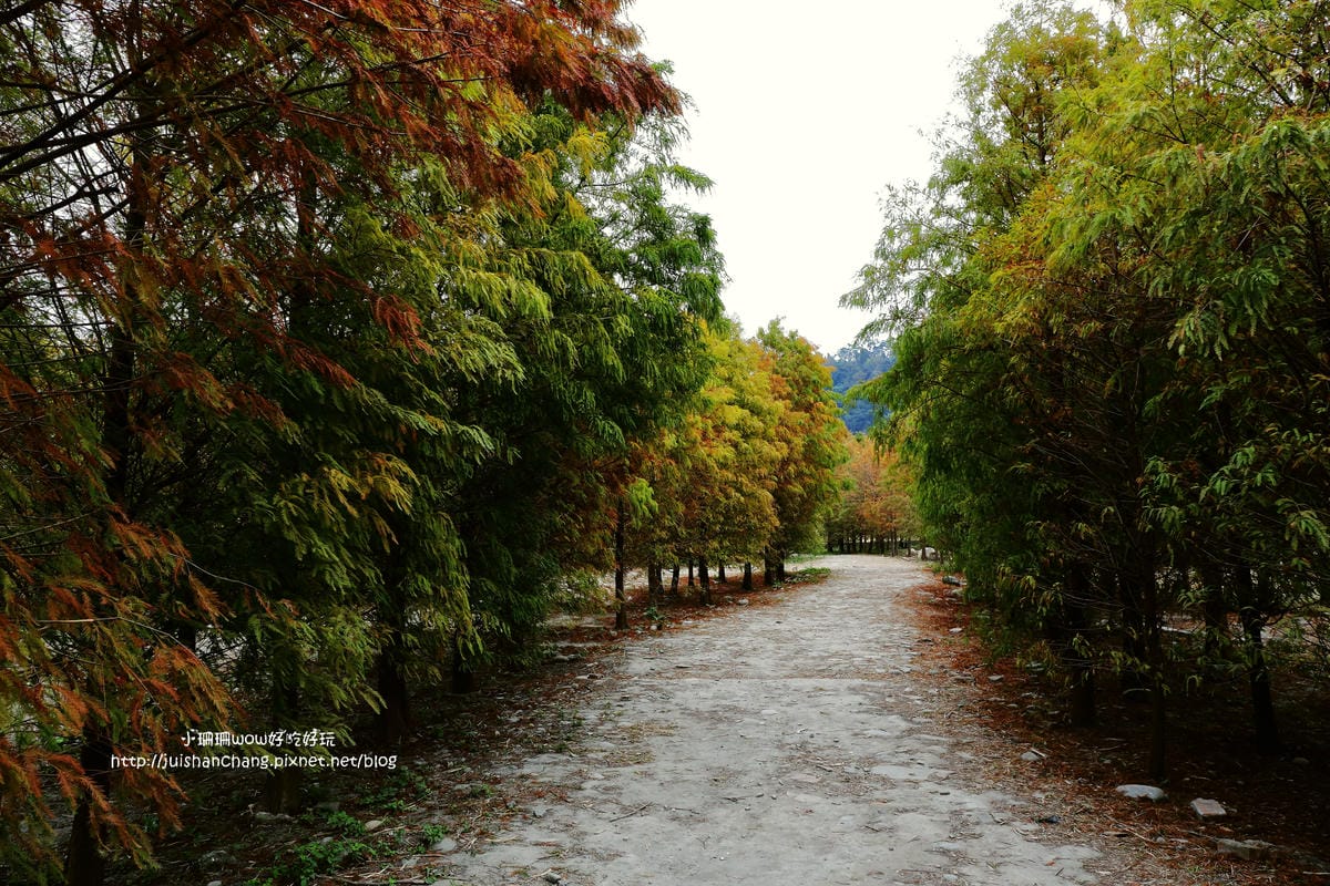 【遊║桃園+台中】落羽松森林～冬季必訪。落羽松秘境你去過幾處？
