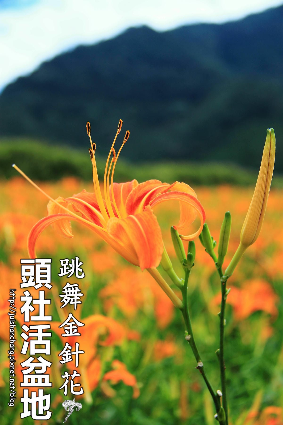 【遊║南投】台灣影城之桃太郎村～南投竹山新景點。彷彿置身於桃太郎的故事中(已歇業)