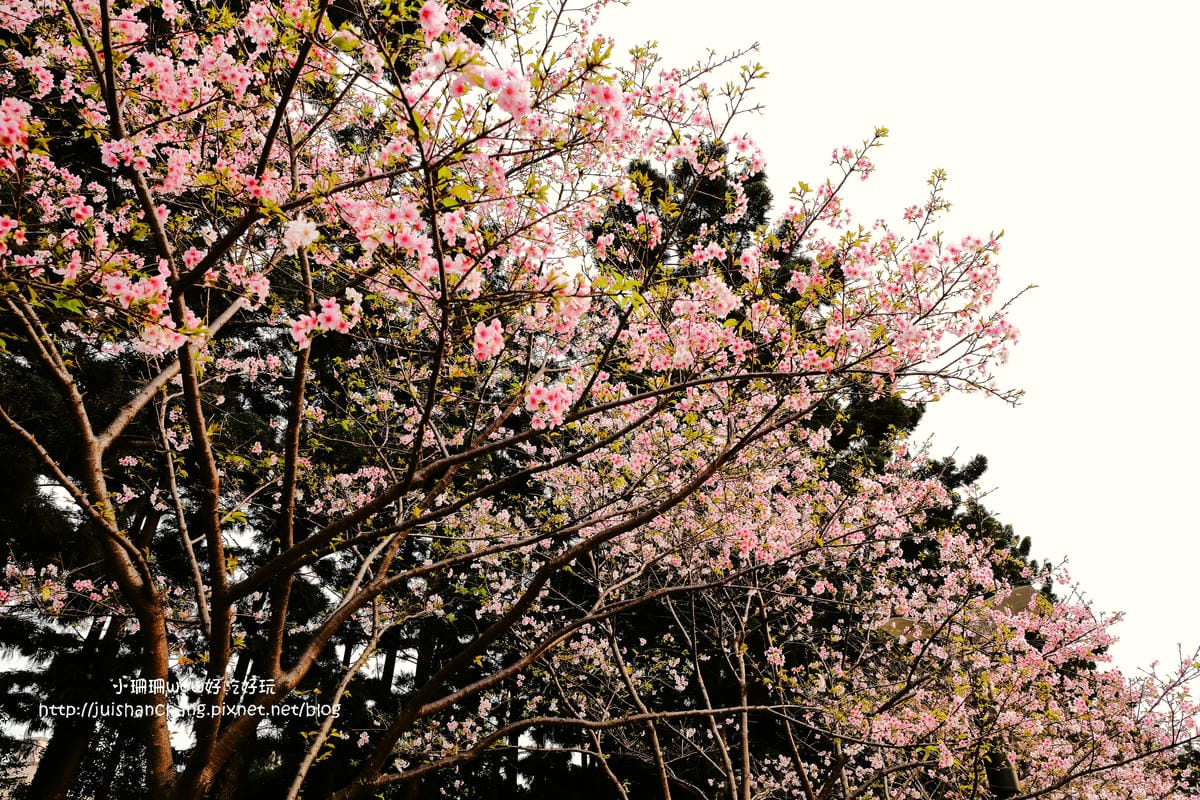 【2016櫻花季】不用跑太遠，台北市中正紀念堂賞櫻趣～市區也看得到粉色花海！！（105.3.7花況）　