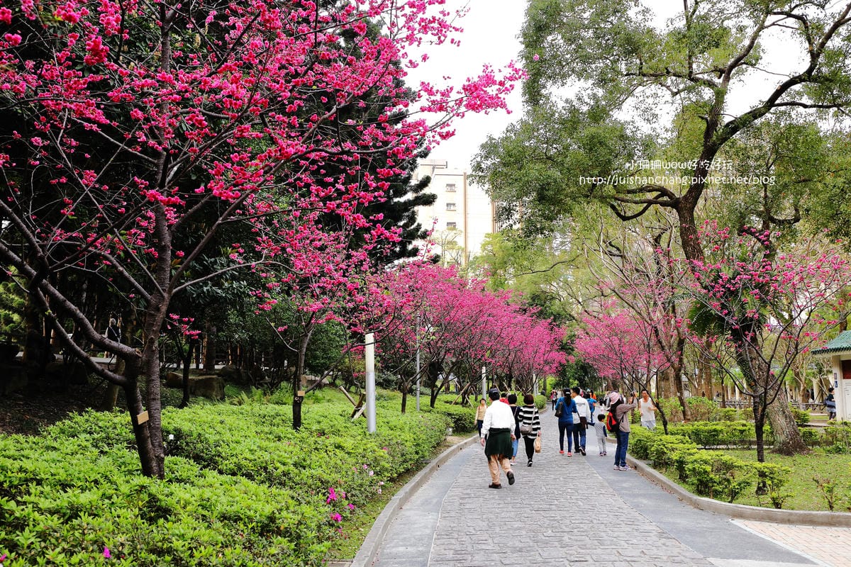 【2016櫻花季】不用跑太遠，台北市中正紀念堂賞櫻趣～市區也看得到粉色花海！！（105.3.7花況）　