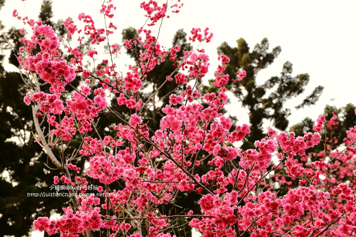 【2016櫻花季】不用跑太遠，台北市中正紀念堂賞櫻趣～市區也看得到粉色花海！！（105.3.7花況）　