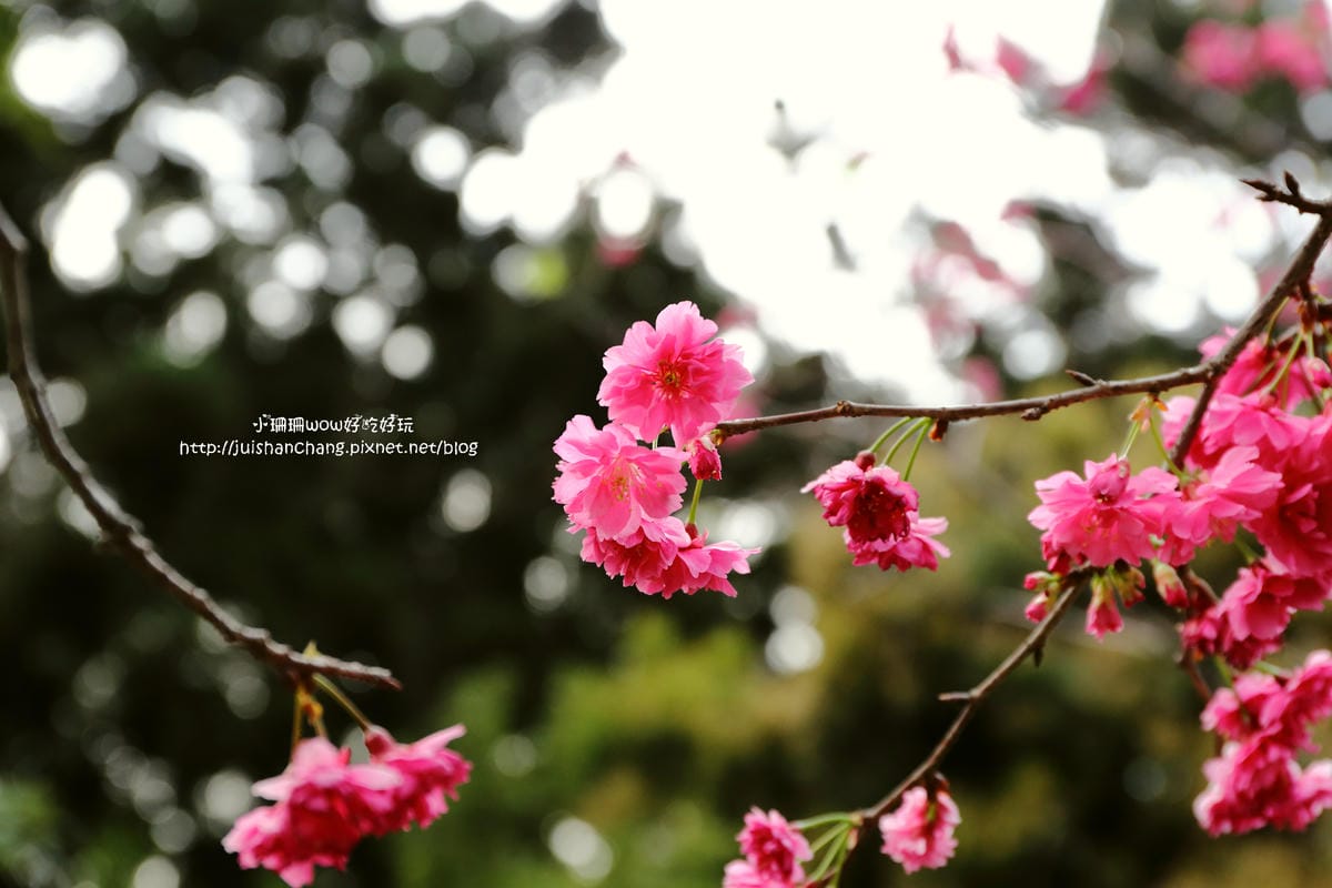 【2016櫻花季】不用跑太遠，台北市中正紀念堂賞櫻趣～市區也看得到粉色花海！！（105.3.7花況）　