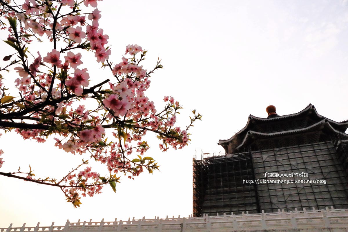 【2016櫻花季】不用跑太遠，台北市中正紀念堂賞櫻趣～市區也看得到粉色花海！！（105.3.7花況）　