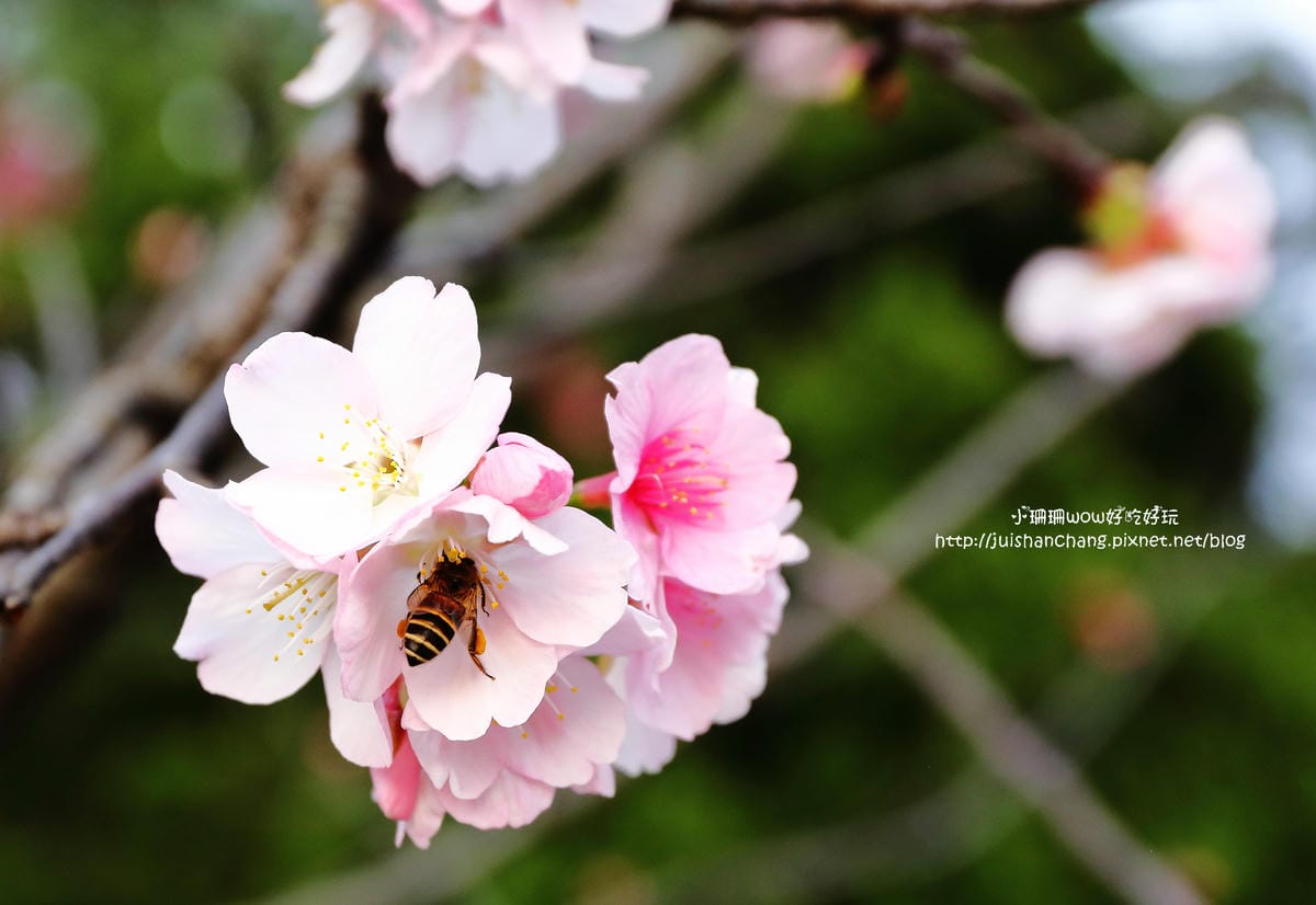 【2016櫻花季】不用跑太遠，台北市中正紀念堂賞櫻趣～市區也看得到粉色花海！！（105.3.7花況）　