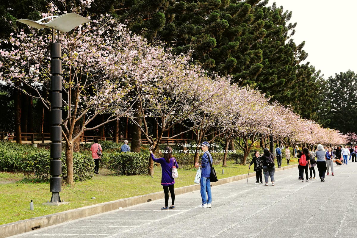 【2016櫻花季】不用跑太遠，台北市中正紀念堂賞櫻趣～市區也看得到粉色花海！！（105.3.7花況）　
