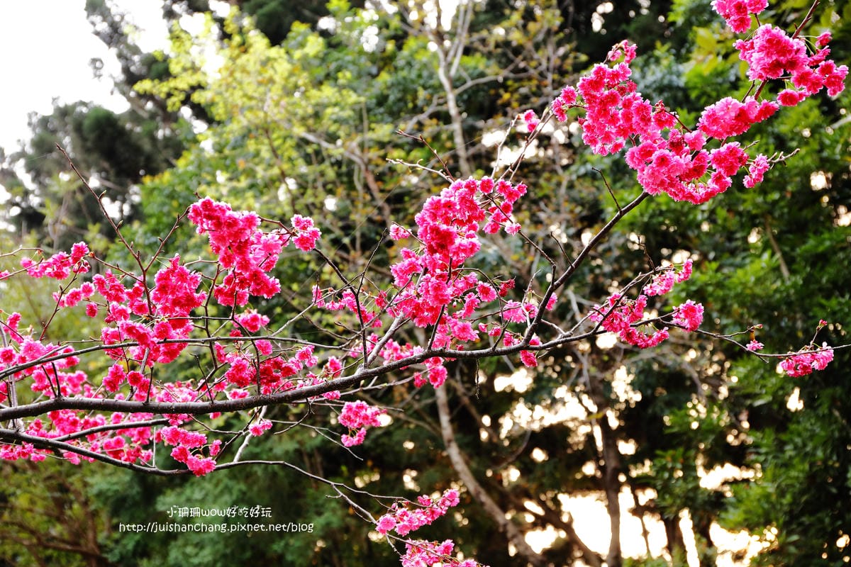 【2016櫻花季】不用跑太遠，台北市中正紀念堂賞櫻趣～市區也看得到粉色花海！！（105.3.7花況）　