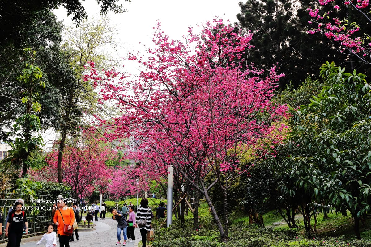 【2016櫻花季】不用跑太遠，台北市中正紀念堂賞櫻趣～市區也看得到粉色花海！！（105.3.7花況）　