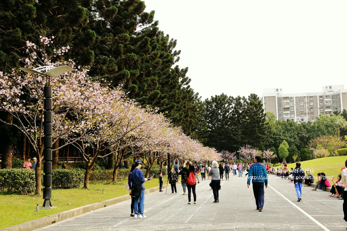 【2016櫻花季】不用跑太遠，台北市中正紀念堂賞櫻趣～市區也看得到粉色花海！！（105.3.7花況）　