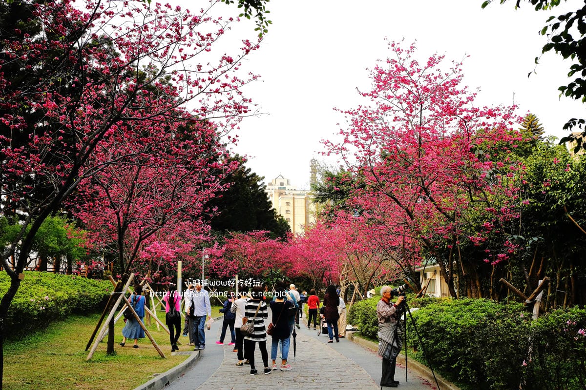 【2016櫻花季】不用跑太遠，台北市中正紀念堂賞櫻趣～市區也看得到粉色花海！！（105.3.7花況）　