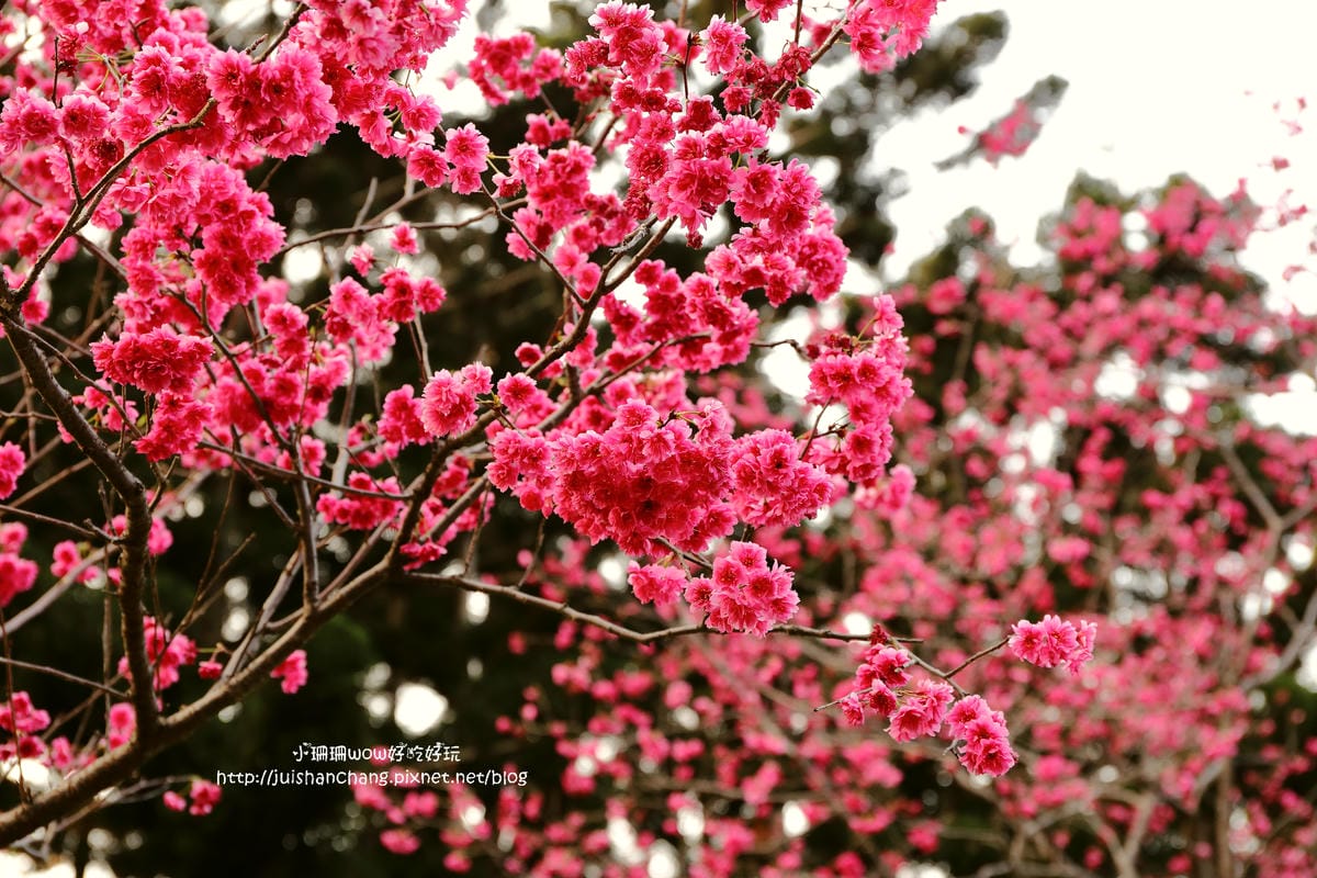 【2016櫻花季】不用跑太遠，台北市中正紀念堂賞櫻趣～市區也看得到粉色花海！！（105.3.7花況）　