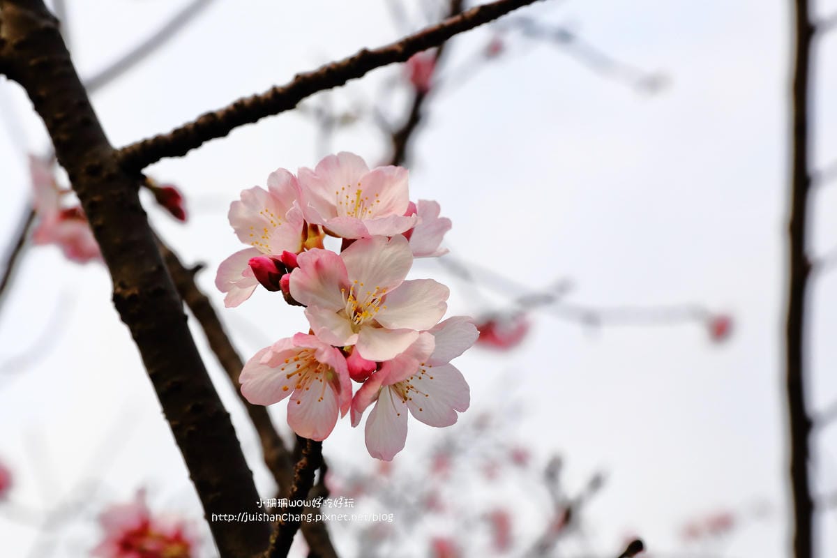 【2016櫻花季】不用跑太遠，台北市中正紀念堂賞櫻趣～市區也看得到粉色花海！！（105.3.7花況）　