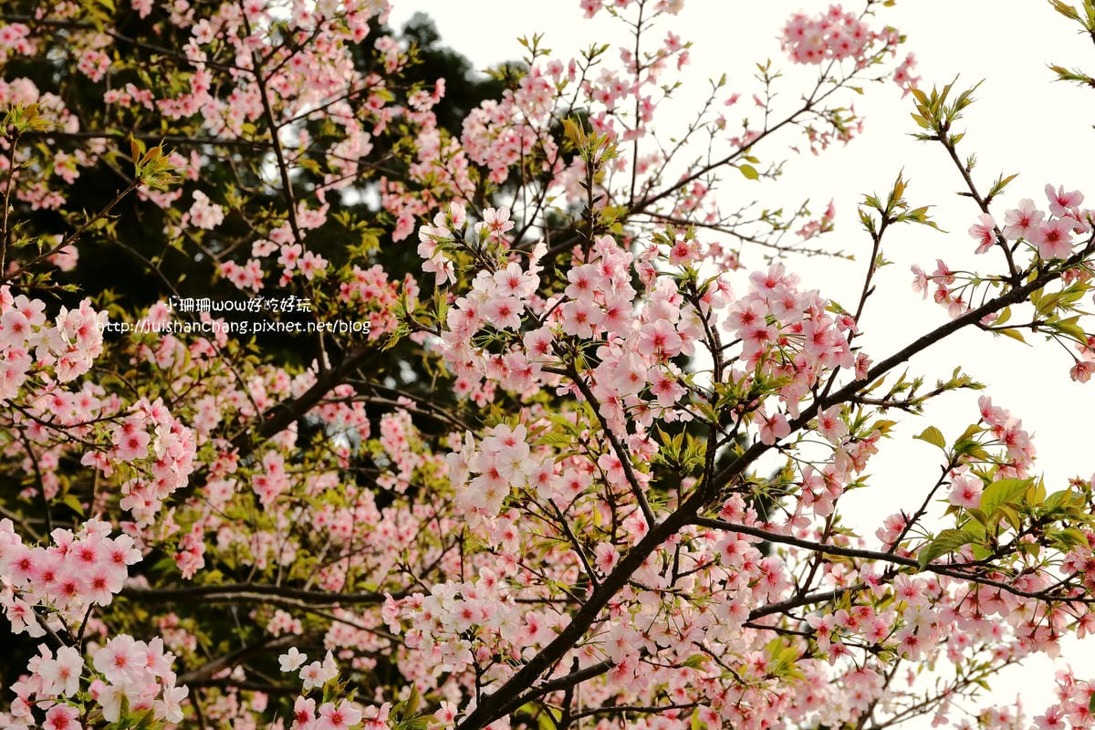 【2016櫻花季】不用跑太遠，台北市中正紀念堂賞櫻趣～市區也看得到粉色花海！！（105.3.7花況）　