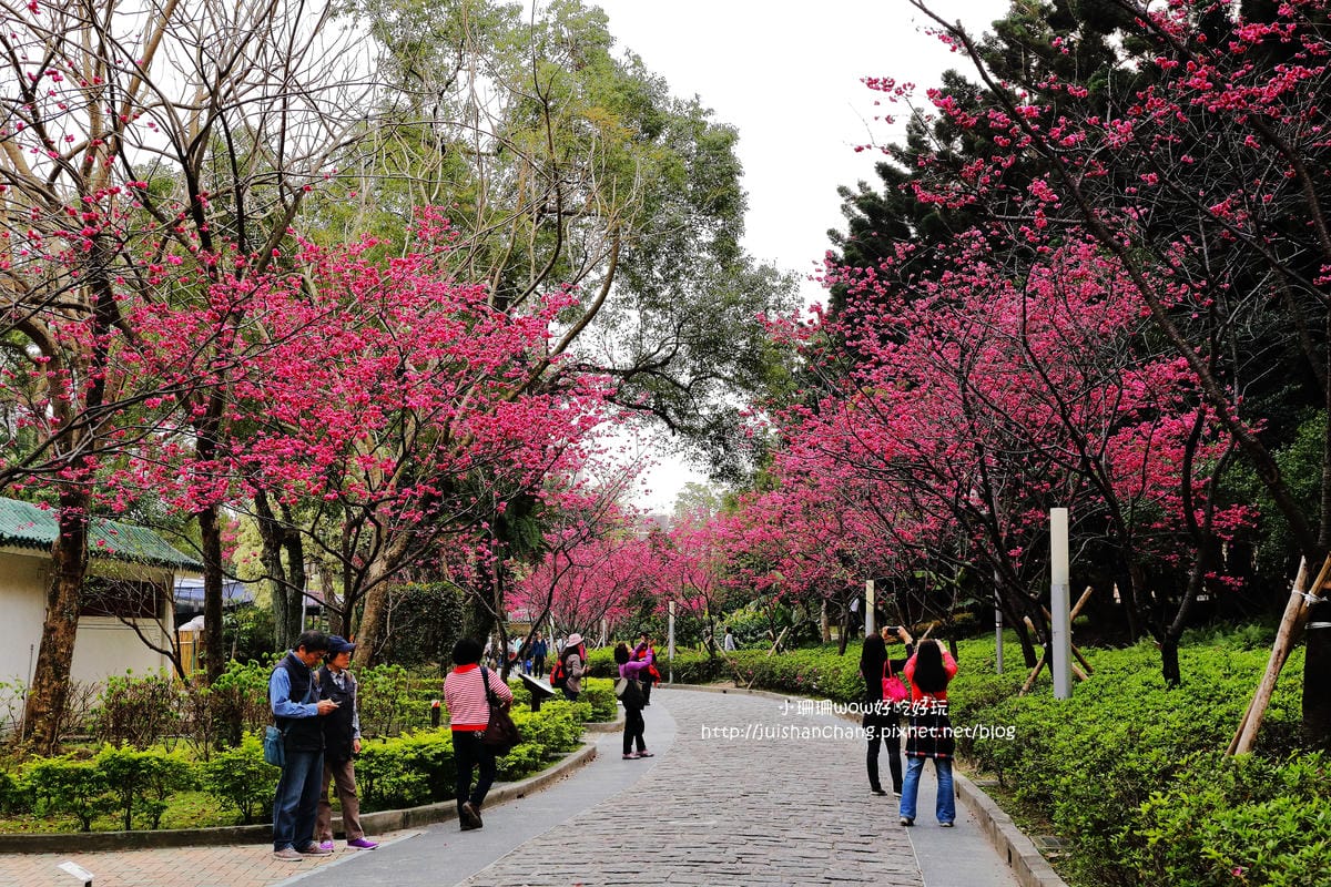 【2016櫻花季】不用跑太遠，台北市中正紀念堂賞櫻趣～市區也看得到粉色花海！！（105.3.7花況）　