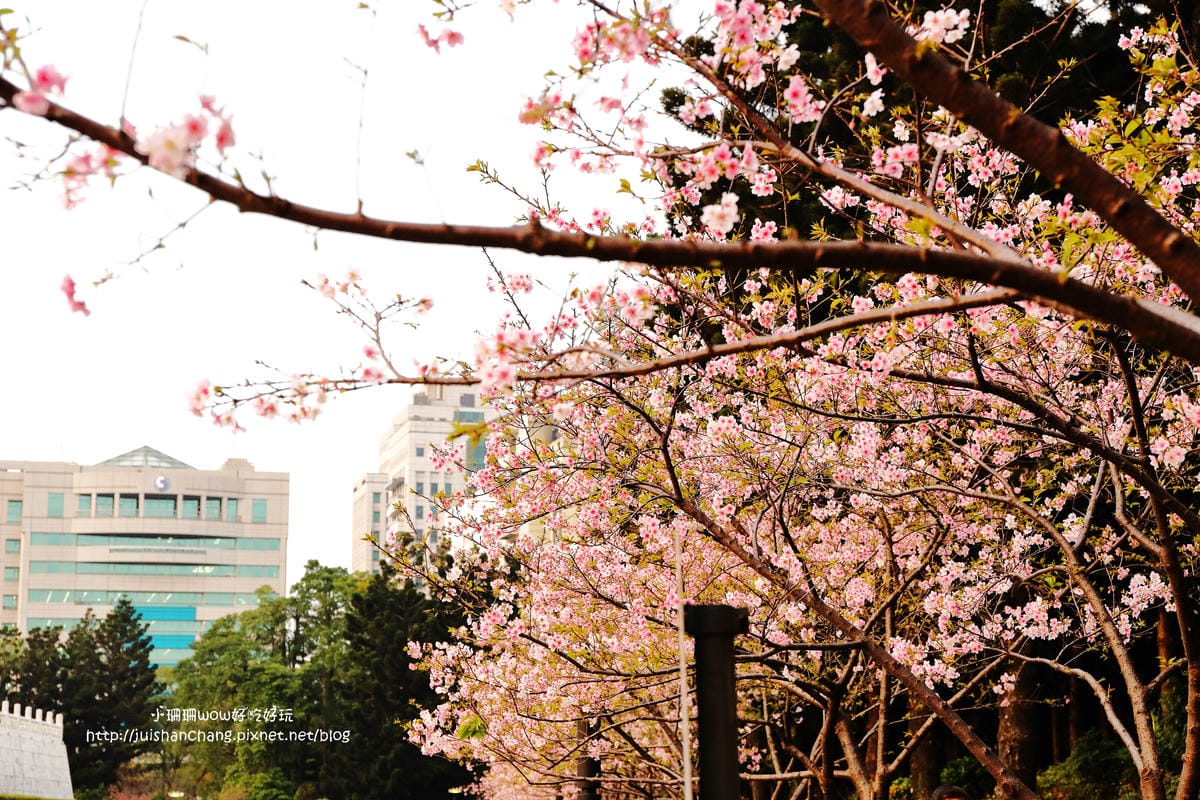 【2016櫻花季】不用跑太遠，台北市中正紀念堂賞櫻趣～市區也看得到粉色花海！！（105.3.7花況）　
