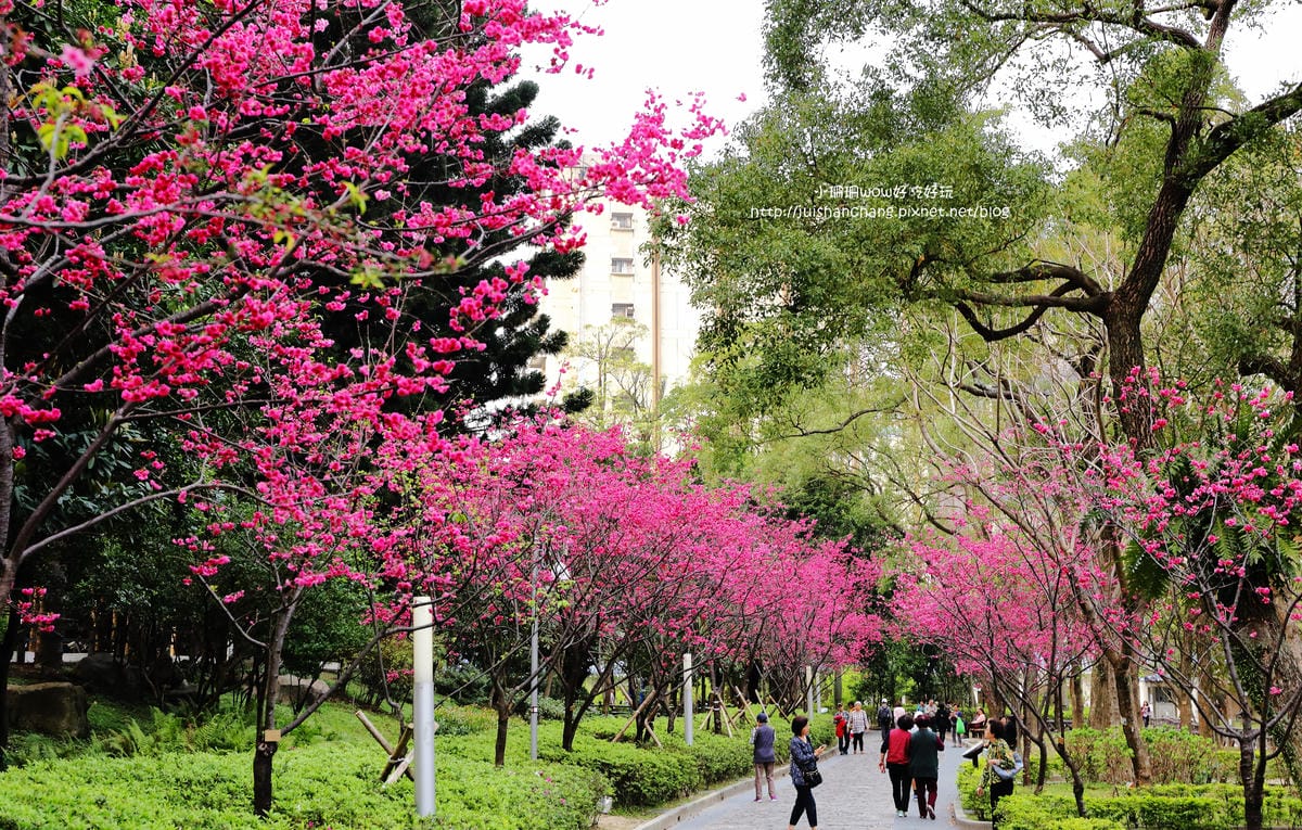 【2016櫻花季】不用跑太遠，台北市中正紀念堂賞櫻趣～市區也看得到粉色花海！！（105.3.7花況）　