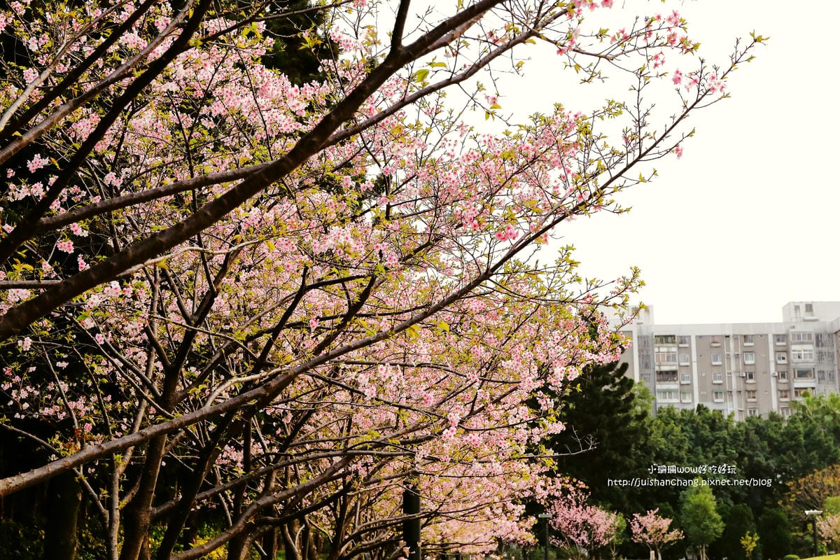 【2016櫻花季】不用跑太遠，台北市中正紀念堂賞櫻趣～市區也看得到粉色花海！！（105.3.7花況）　