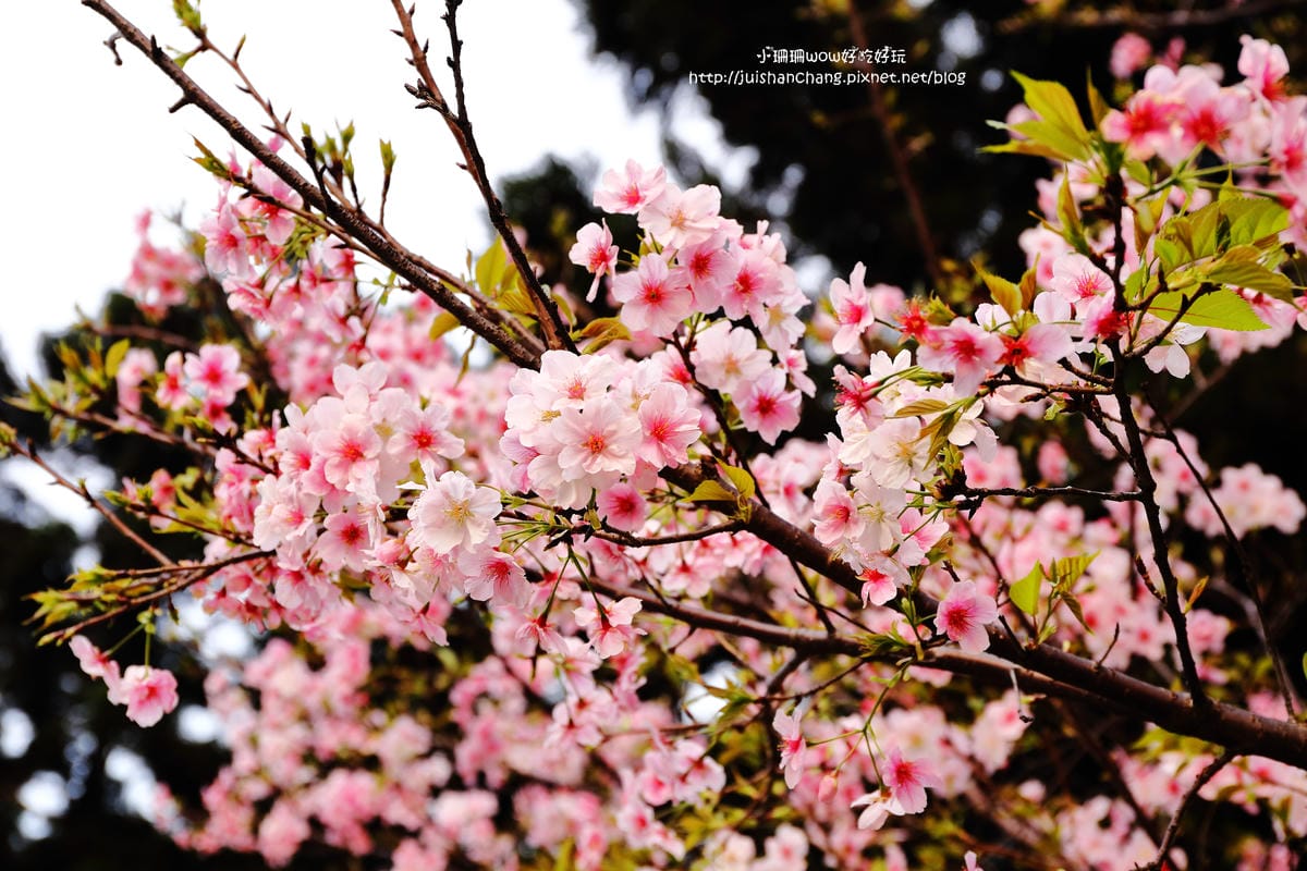 【2016櫻花季】不用跑太遠，台北市中正紀念堂賞櫻趣～市區也看得到粉色花海！！（105.3.7花況）　