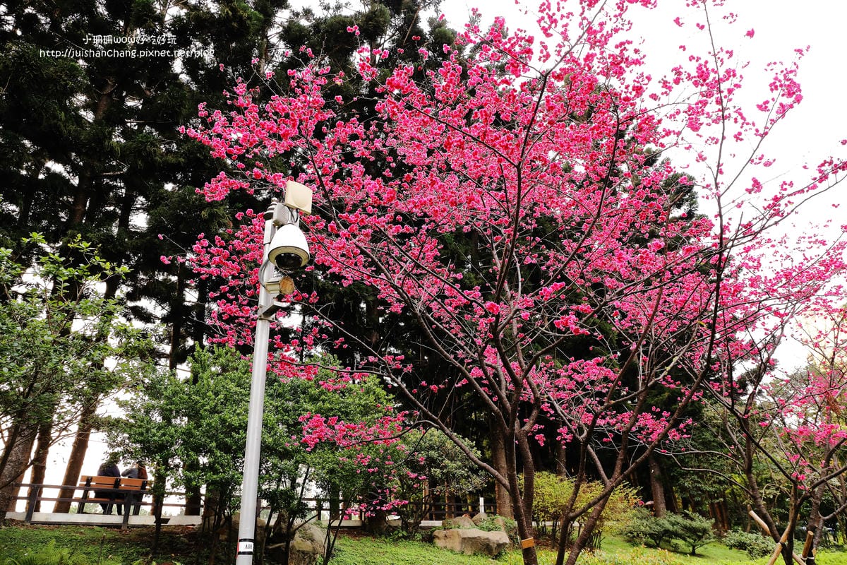 【2016櫻花季】不用跑太遠，台北市中正紀念堂賞櫻趣～市區也看得到粉色花海！！（105.3.7花況）　