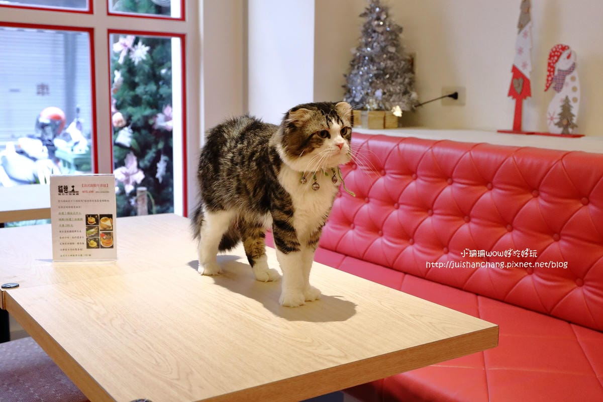 【食║台中】貓爸貓咪主題餐廳～超療癒系！貓奴必訪！與喵星人共度悠閒下午茶