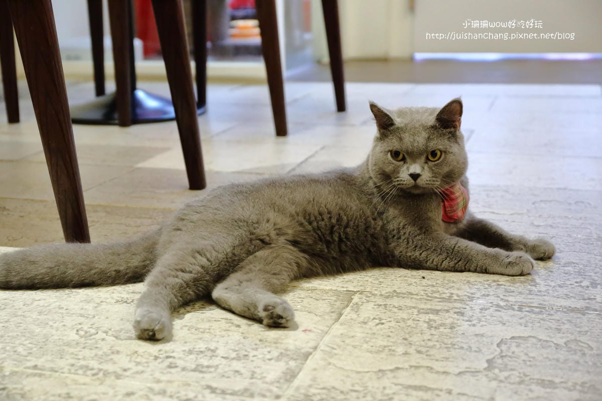 【食║台中】貓爸貓咪主題餐廳～超療癒系！貓奴必訪！與喵星人共度悠閒下午茶