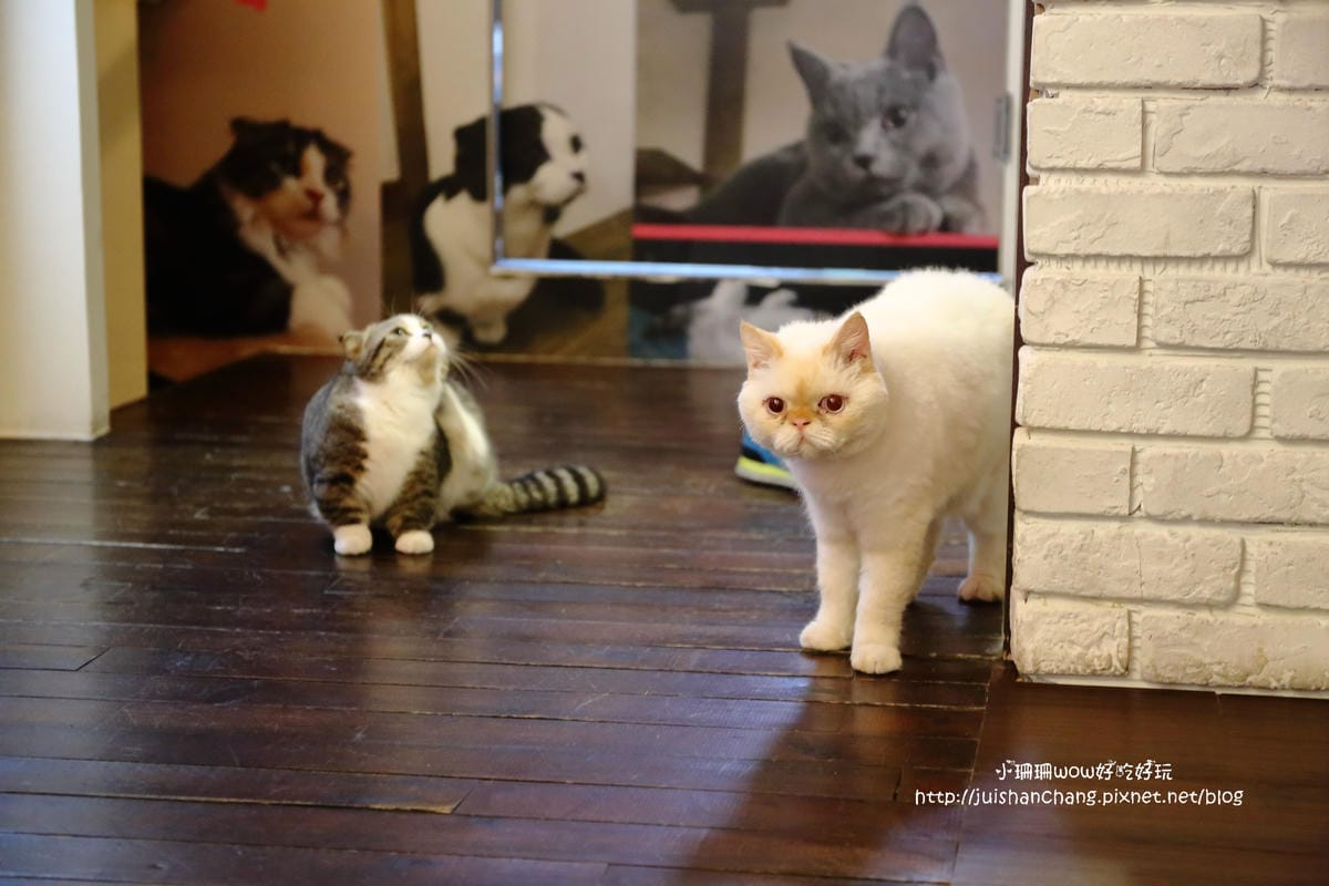 【食║台中】貓爸貓咪主題餐廳～超療癒系！貓奴必訪！與喵星人共度悠閒下午茶