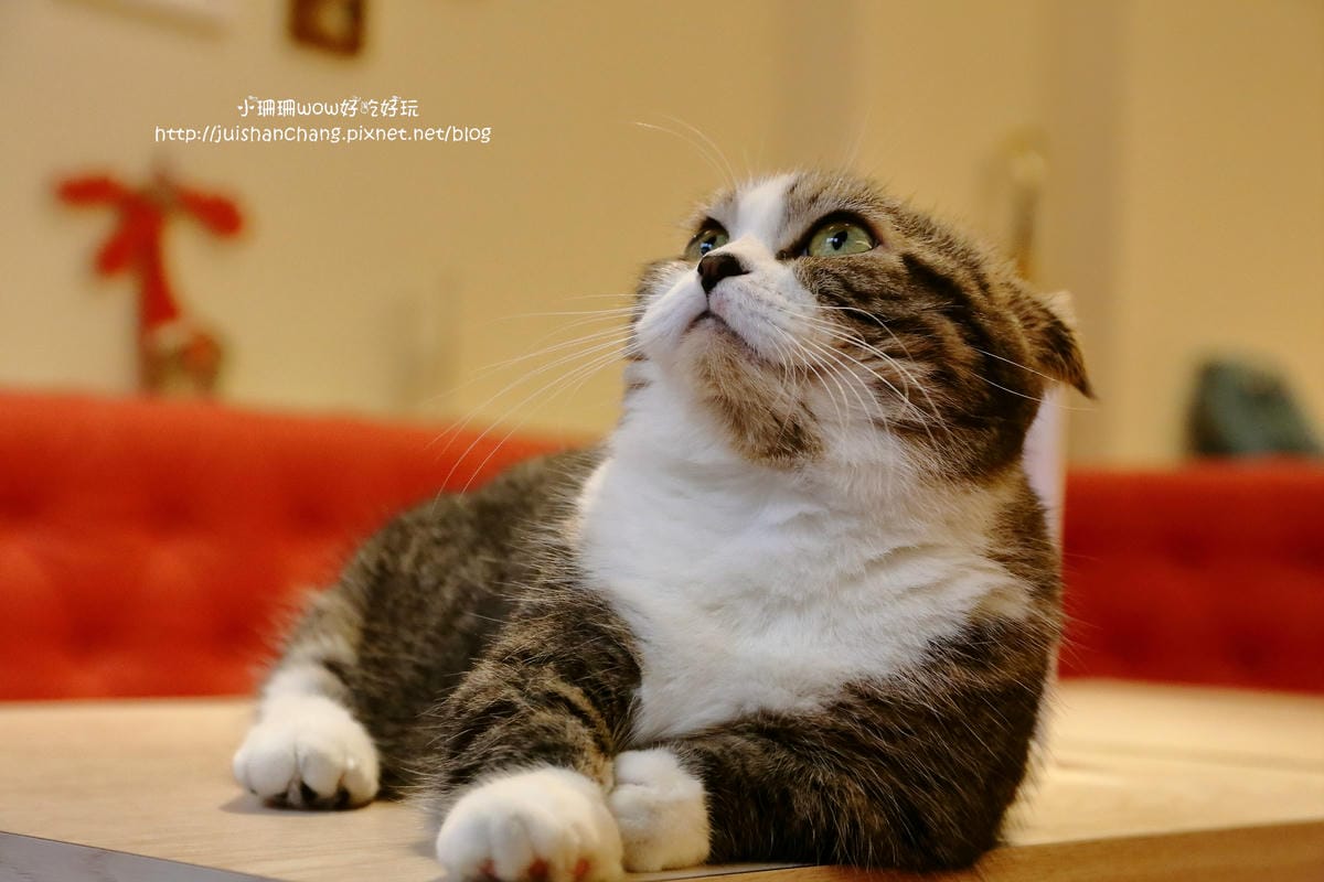 【食║台中】貓爸貓咪主題餐廳～超療癒系！貓奴必訪！與喵星人共度悠閒下午茶