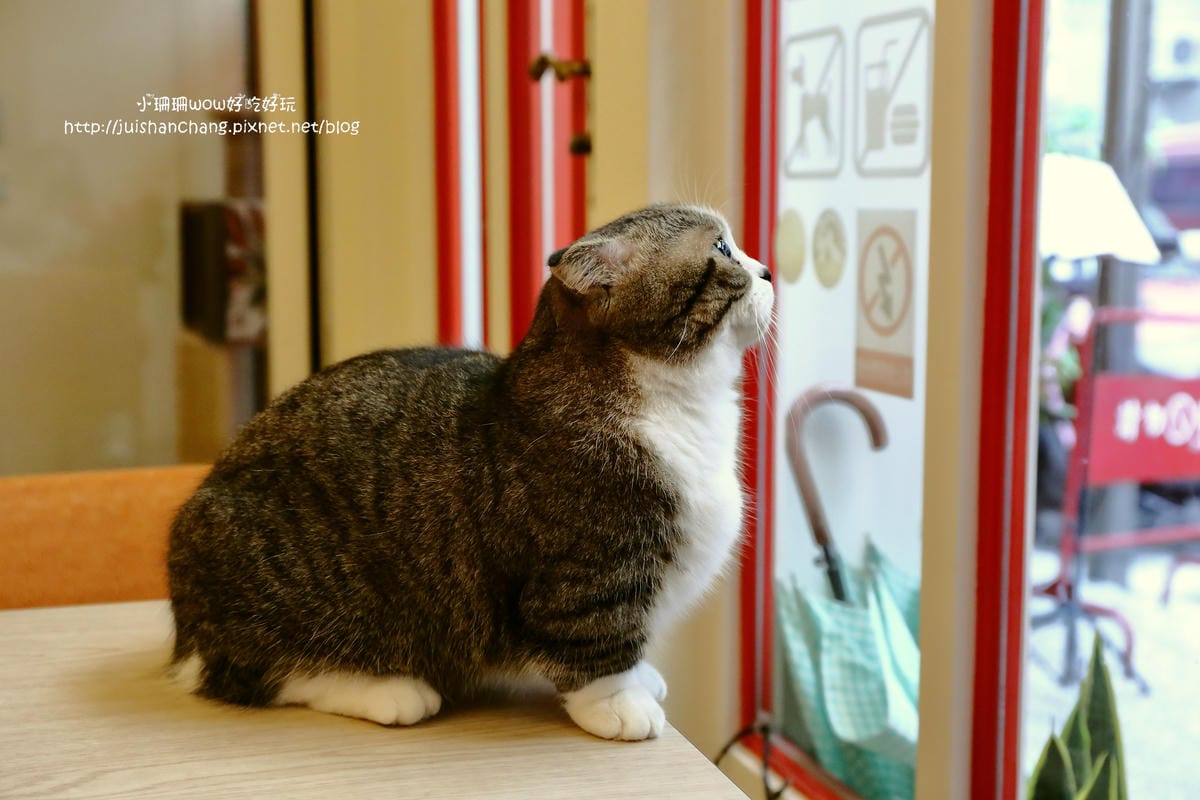 【食║台中】貓爸貓咪主題餐廳～超療癒系！貓奴必訪！與喵星人共度悠閒下午茶