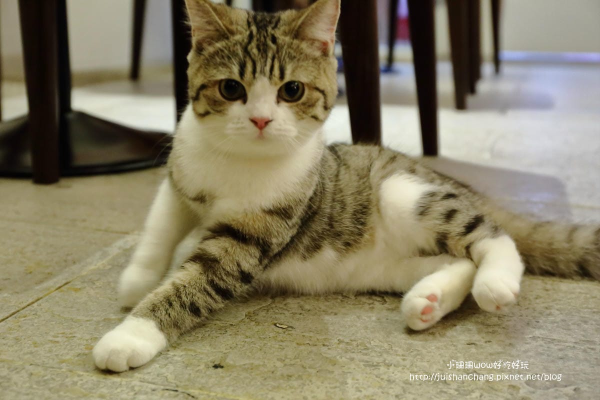 【食║台中】貓爸貓咪主題餐廳～超療癒系！貓奴必訪！與喵星人共度悠閒下午茶