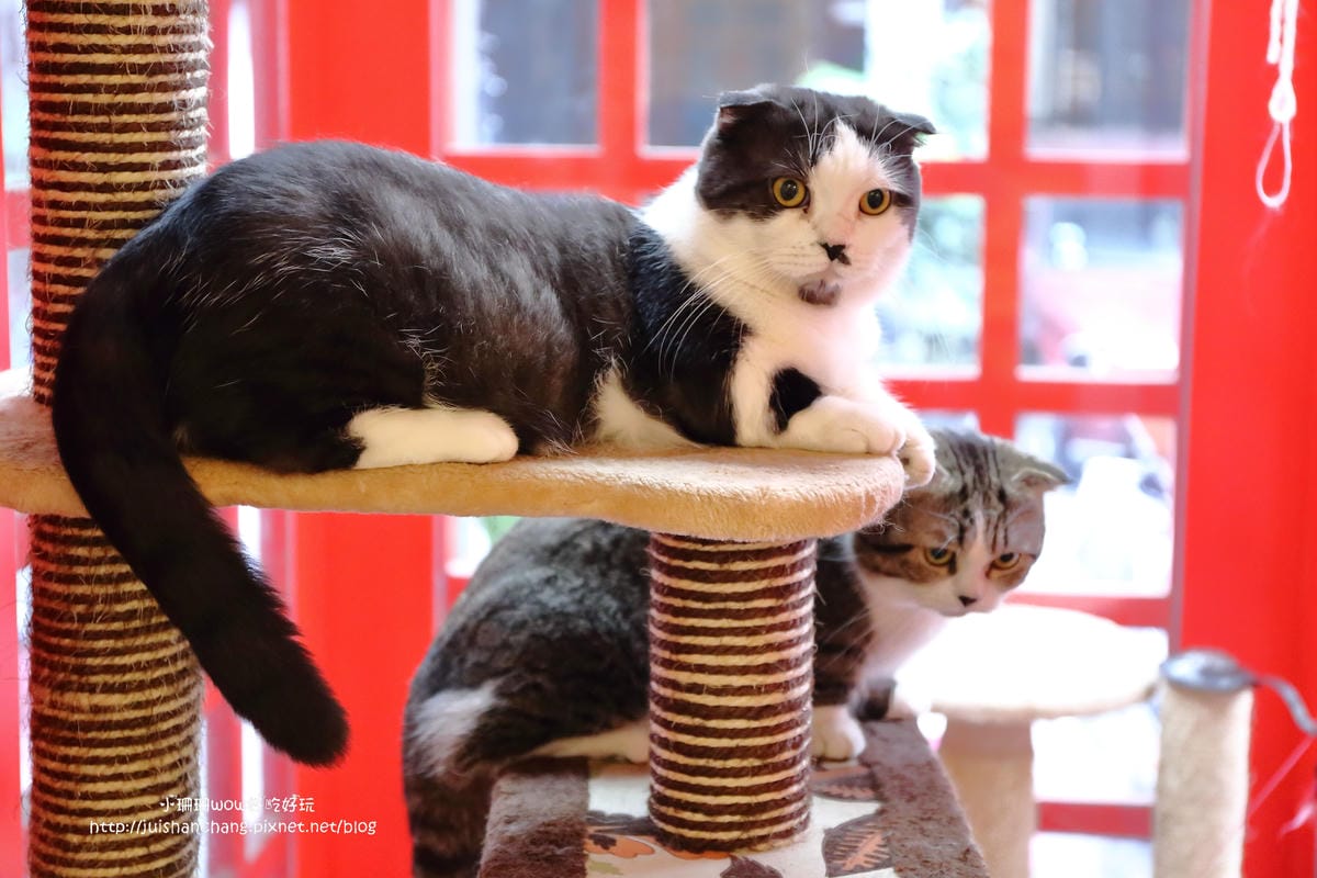 【食║台中】貓爸貓咪主題餐廳～超療癒系！貓奴必訪！與喵星人共度悠閒下午茶