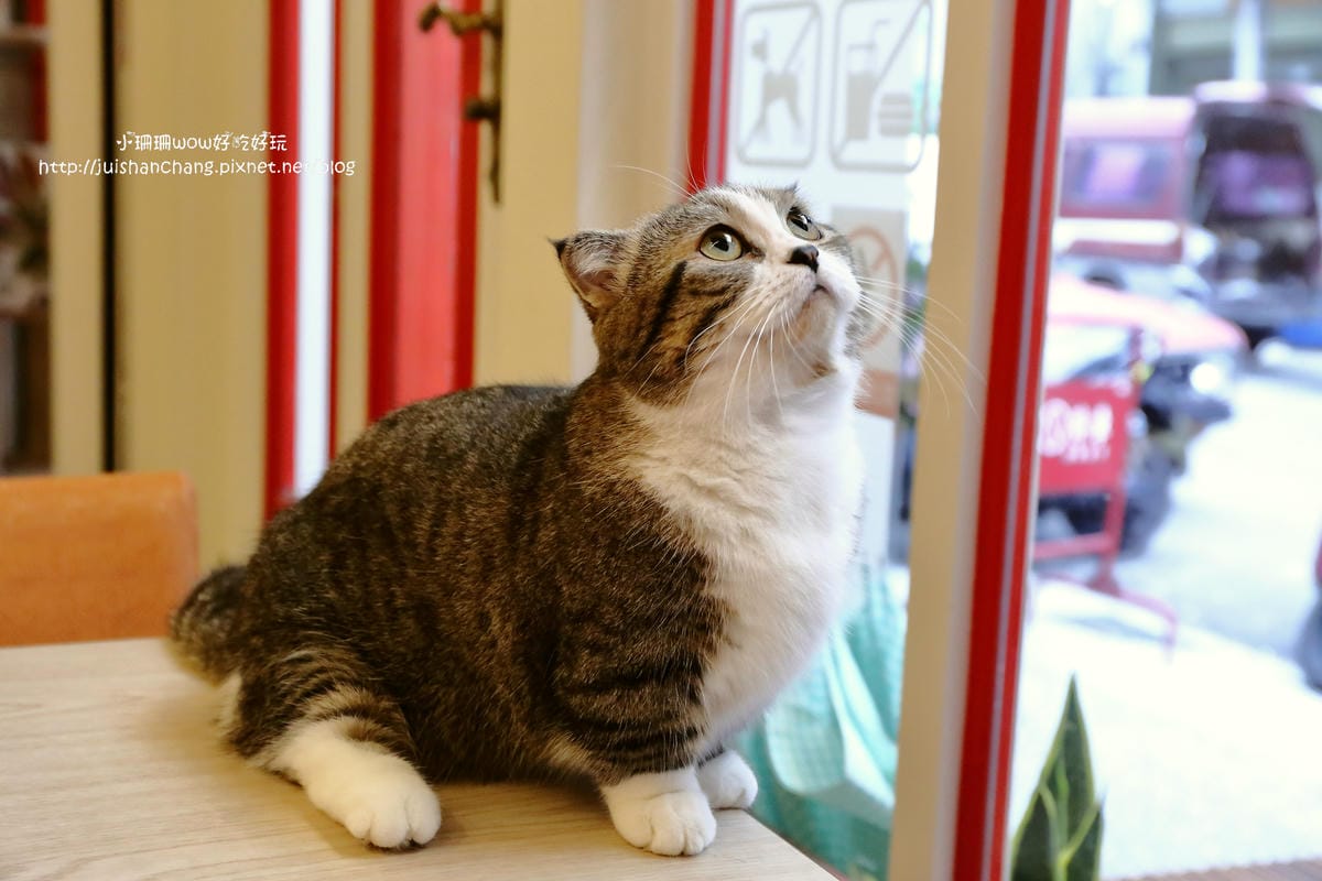 【食║台中】貓爸貓咪主題餐廳～超療癒系！貓奴必訪！與喵星人共度悠閒下午茶