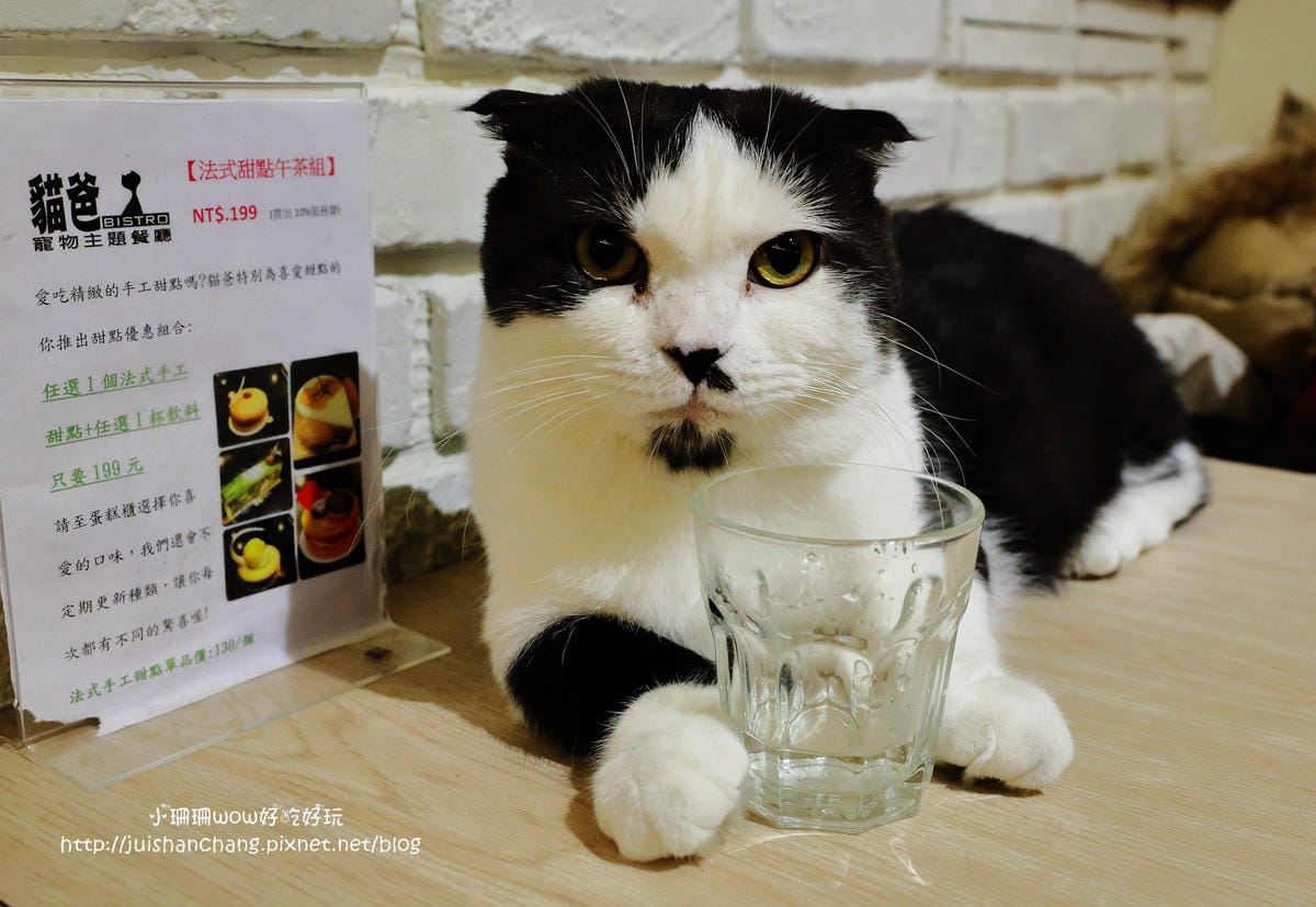 【食║台中】貓爸貓咪主題餐廳～超療癒系！貓奴必訪！與喵星人共度悠閒下午茶