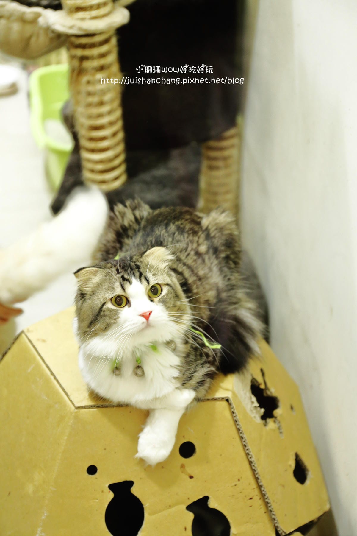 【食║台中】貓爸貓咪主題餐廳～超療癒系！貓奴必訪！與喵星人共度悠閒下午茶